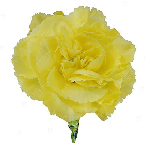 25 Carnation Chabaud Marie Yellow Seeds - Dianthus Caryophyllus - 25 Seeds