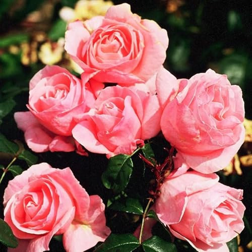 Potted 2 Litre Climbing Rose Queen Elizabeth Perennial Plant