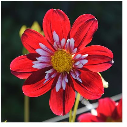 Dahlia Night Butterfly - 3 Dazzling Dahlia Tubers - Create Vibrant Colours and Drama with a Touch of Exotic, in Your Spring Garden/Balcony/Window Box - Also Excellent Choice for Cut Flowers.