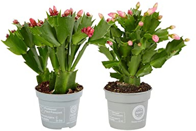 Cactus de Navidad Set de 2 Plantas Vivas para Interior y Exterior