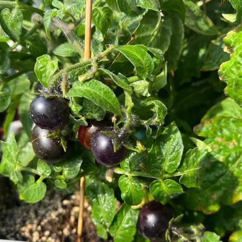 tomatensamen balkon - alte gemüsesorten deko büro - Seltene serie - tomaten bio balkon balkongarten zimmerpflanzen 1300samen