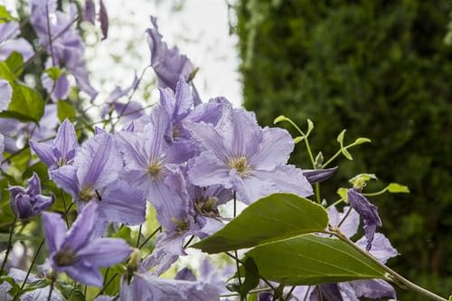 Waldrebe Clematis Hybride Blekitny Aniol 60-100 cm winterhart | Blaue Blueten, reichbluehend, ideal fuer Zaun und Spalier, pflegeleicht, sonnig bis halbschattig, gartentauglich
