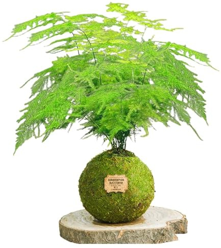 Kokedama Esparraguera Plumosa Natural - Kokedama Interior | Bola de Musgo Vivo | Planta Natural | Planta Interior | Decoración Hogar | Fácil Cuidado y Mantenimiento