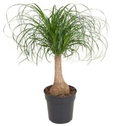 Attitude Jardin - Beaucarnea recurvata - pied d'éléphant - 50-60 cm - ⌀ 21 cm - plante d'intérieur