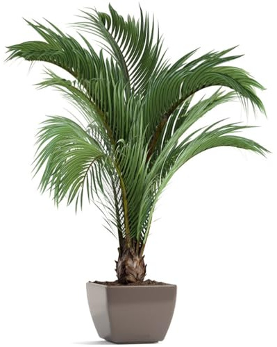 Cabilock Autocollant Mural Palmier 3D Décoration Murale Plantes En Pot Simulées Pour Salon Couloir Chambre Diy Stickers Muraux Nature Feuilles Tropicales Pvc 24X16 Pouces