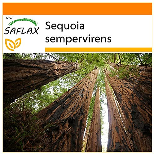 SAFLAX - Garden in the Bag - Secuoya roja - 50 semillas - Con sustrato de cultivo en un sacchetto rigido fácil de manejar. - Sequoia sempervirens