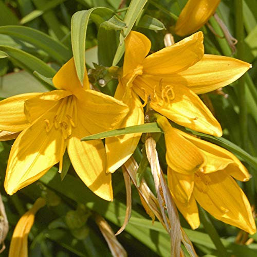 6 x Lis d'un jour, Hémérocalle - Hemerocallis Citrina - Godet 9x9cm - Fleurs jaunes, floraison estivale, bordures