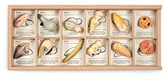 Grapat 22-232 Wild Holzspielzeug