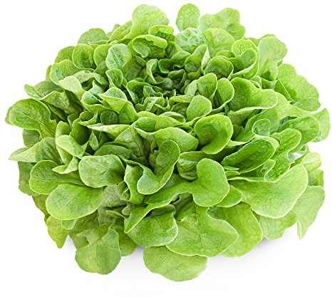 Lettuce Plants - Lettuce 'Cut and Come Again' - 8 x Full Plug Plant Pack - Lettuces - Premium Quality Salad Plants