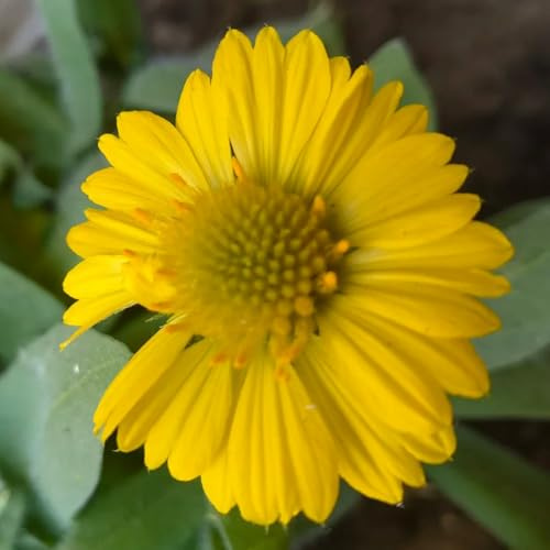 Kokardenblume, blumenwiese alte sorten stauden winterhart mehrjährig steingartenpflanzen winterhart gartendeko für draußen schmetterlingswiese für sonnige plätze seltene 600Samen