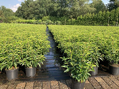 30st. Portugiesischer Kirschlorbeer 50-70cm im Topf Kirschlorbeer Prunus lusitanica 'Angustifolia' Lorbeer Gartenhecke Sichtschutz Heckenpflanzen