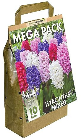 GreenBrokers Hyacinth Bulbs | Big Value Pack | 10 Bulbs Size 14/15 | Fragrant Blooms | Easy Planting | Perfect Spring Flowers | Eco-Friendly Packaging