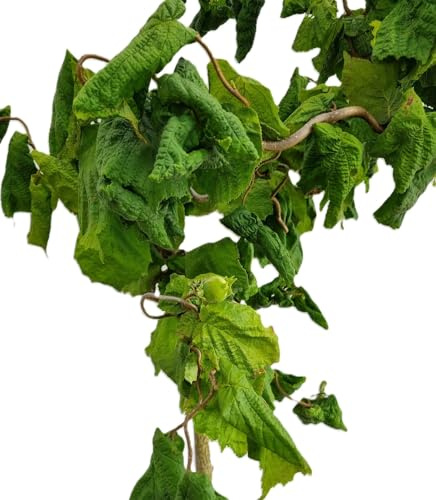 Korkenzieherhaselnuß 'Corylus avellana Contorta' essbare Nüsse 40-60 cm winterhart Freilandaufzucht