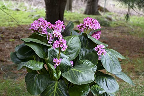 Bergenia Miss Piggy | Plug Plant| Hardy Perennial