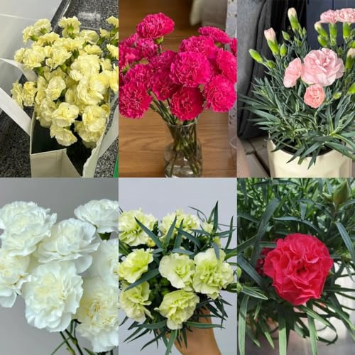100 pcs Nelken samen winterhart mehrjährig kleines geschenk für frauen Dianthus wildblumensamen mehrjährig blumensaat, balkonpflanzen winterhart mehrjährig nachhaltige geschenke für