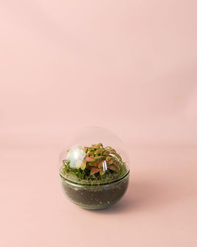Mini Bol Terrario Fittonia | Terrario Plantas Cristal | Pur Plant