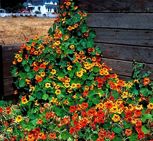 Buy4seeds Nasturtium TROPAEOLUM WHIRLYBIRD Tangerine 8 Finest Seeds Easy to Grow Garden Yard Patio