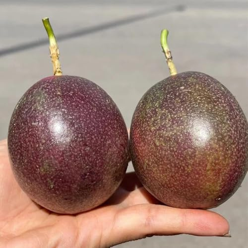 MaracujaSamen - exotische Passiflora edulis - garten geschenk gartenpflanzen winterhart seltene säulenobstbäume obstbäume kaufen 30pcs