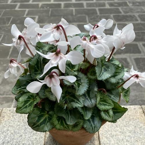 ciclamino - d'appartamento rare da balcone recisito decorativo semi di tappezzanti, resistenti all'inverno semi di selvatici da ombra 400semi