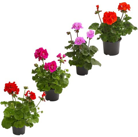 Set 4 Geranios DECOALIVE Plantas con Flor de Calidad