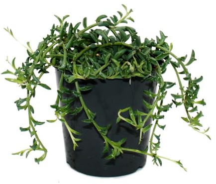 Senecio Peregrinus - Planta de delfín - Collar de delfín - Planta colgante suculenta - maceta de 12 cm