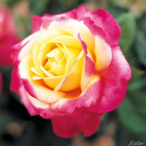 Edelrose Pullmann Orient Express in Rosa & Gelb - Duftrose winterhart - Rose stark duftend - Pflanze wurzelnackt/Wurzelware von Garten Schlüter - Pflanzen in Top Qualität