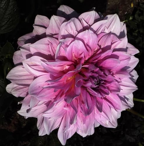 Dahlienknolle : Dahlia - Riesenschmuckdahlie  Islander  1 Knolle/Rhizom