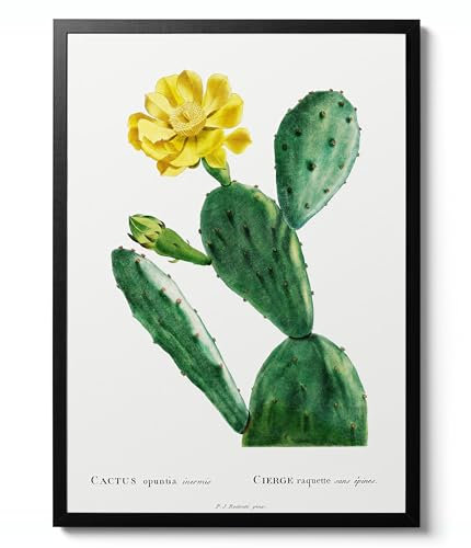Animato Cactus Opuntia Inermis by Pierre-Joseph Redouté, Vintage Illustration Print, Botanical Cactus Wall Art, Portrait Decor, Unique Gift Poster, Archival Matte, 50x70cm (Framed) - 50x70cm