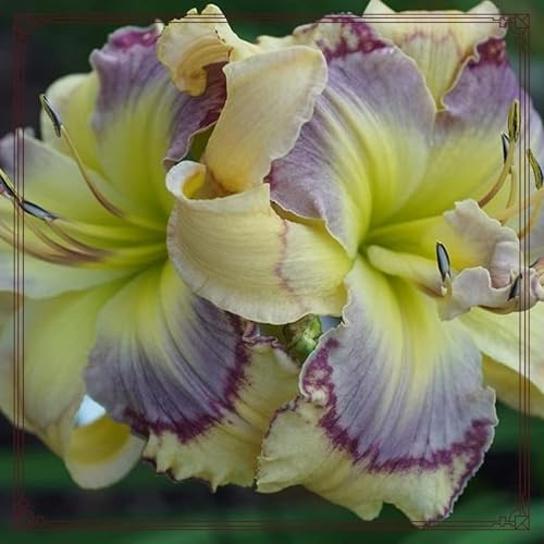 Mehrjährig Taglilien, (/Stauden/Staude/) Botanik Kollektion, Pflegeleicht, BlüHend, Hemerocallis, Winterhart, Beste Sorte, 3Zwiebeln-J