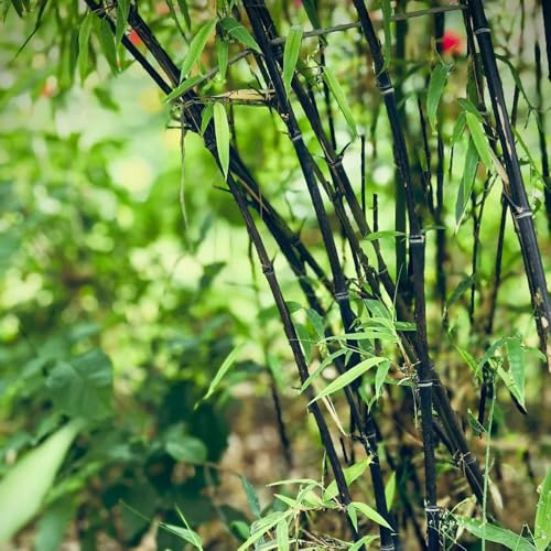 bambus pflanzenkübel exotische zimmerpflanzen kräutersamen balkon garten bambuspflanze winterharte kübelpflanzen dekopflanze kletterpflanzen winterhart schnellwachsend zimmerpflanze 200samen