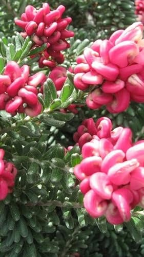 Pianta di Grevillea Tamborrita Vaso 17 - Fioritura Rossa Ornamentale