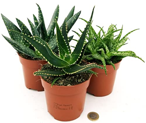 POWERS TO FLOWERS - ALOE TRIS, PARADISICUM, SPIDER E ACULEATA, IN VASO 12CM, piante vere