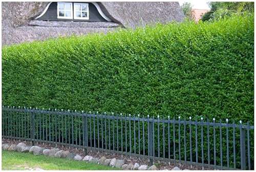 Stauden Gänge 10 x Ligustrum vulgare 'Atrovirens' (Gehölz/Heckenpflanze/Winterhart/Mehrjährig/Immergrün) Schwarzgrüner Liguster - Natürlich schön, pflegeleicht und langlebig