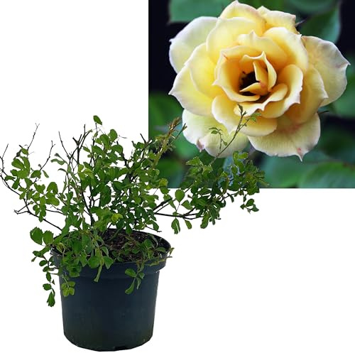 Rose gelb 3 Stück | Bodendeckerrose Rosa the Fairy Intragarten im Topf gewachsen Rosenbusch