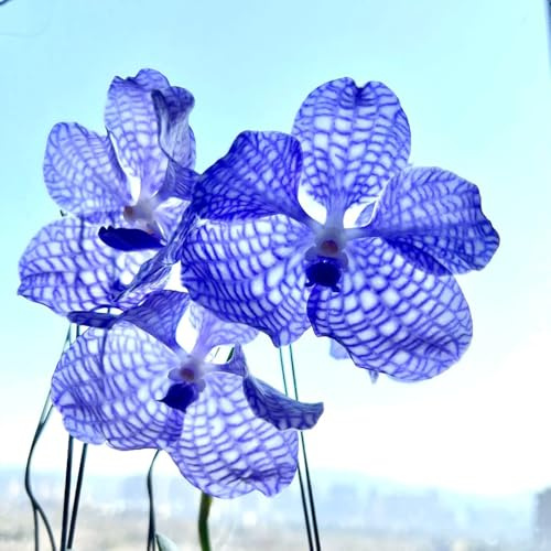 semi pendenti dell'orchidea Vanda, da giardino resistenti 400pcs
