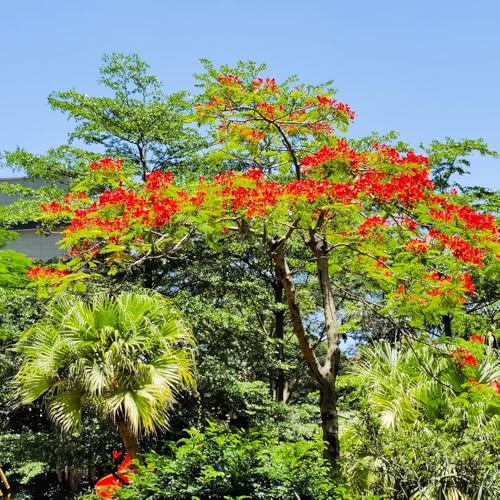 albero dei tulipani - Spathodea campanulata - verdi biologiche esotiche da giardino perenni resistenti da giardino roccioso rialzato recisi interno arbusti 250semi