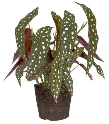 Begonia Maculata | DECOALIVE | Begonia Alas de Ángel | Planta de Interior | Planta Natural