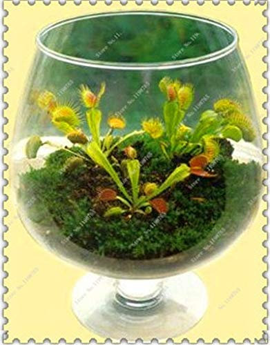 Seeds. 50 PCs/Dionaaaaaaaaaaaaaaaaa giant giant clip of venus fly trap seeds insectivorous garden of The plant of The rare family bonsai vase plants: 9: Only Seeds