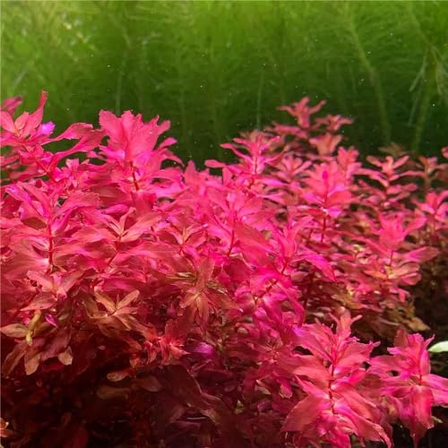 acquatiche resistente d'appartamento ufficio tetti verdi giardino balcone rialzato letto giardino semi di 350pcs