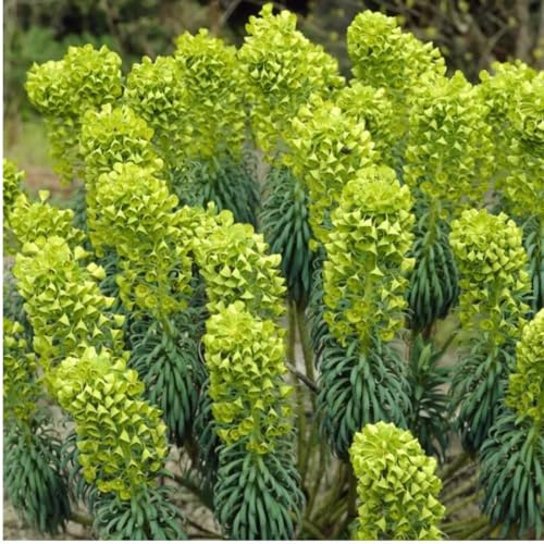 6 x Euphorbia Lathyris – Pianta Perenne Anti-Talpe in Vaso 9x9 cm - Pianta perenne resistente, cresce ogni anno e richiede poca manutenzione.