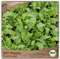 Samenliebe BIO Rauke Samen alte Sorte Salatrauke mild nussige Rucola Salatkraut grün 500 Samen samenfestes Kräuter Saatgut für Küche indoor und Balkon Garten BIO Kräutersamen