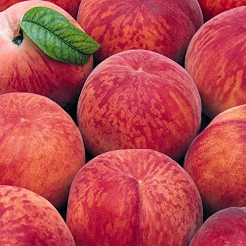 Vivaio Garden Forest Pesco Michelini Prunus Persica – Albero da Frutto in Vaso, Pesche Dolci e Succose, Pianta da Giardino