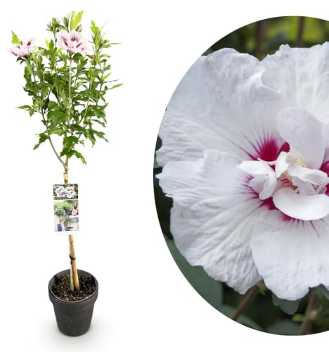 My Green Help – Hibiscus syriacus Starburst Chiffon, Ibisco Siriaco Ornamentale ad Alberello, 1 Pianta Viva Ø19 cm H 90 cm, Punto Focale per Terrazzo e Giardino