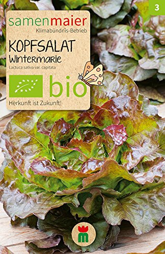 BIO Kopfsalat Wintermarie Samen - für Herbstanbau und Überwinterung, lockere Köpfe mit rötlich-grünen Blättern, samenfestes Saatgut - Inhalt reicht für ca. 50 Pflanzen - Samen Maier