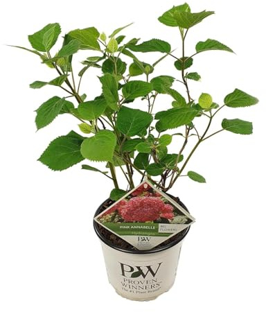 Ballhortensie 'Pink Annabelle' – Hydrangea arborescens – Zimmerpflanze – Ø19cm – 30cm – Rosa Blütenpracht für Innenräume