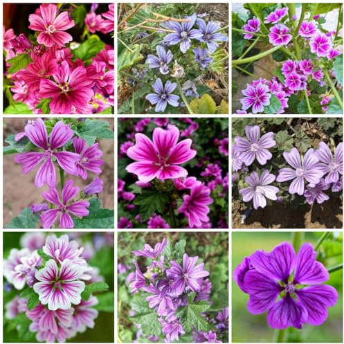 semi di malva, luoghi soleggiati autunnali semi di recisi varietà biologici da esterno serre 300pcs