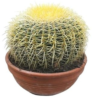 Cactus Grusonii una Planta Natural Única y Resistente