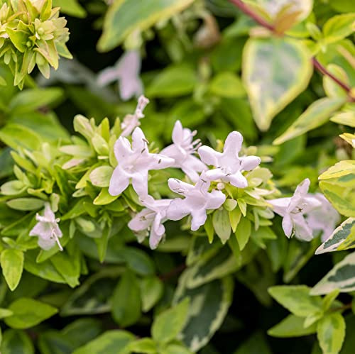Vivai le Georgiche - Pianta vera di Abelia x grandiflora Kaleidoscope Abelia x grandiflora 'Rdl' - vaso Ø 18 cm - altezza alla vendita 30-40 cm