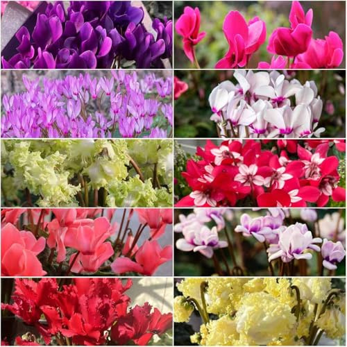 alpenveilchen exotische frühlingsblumen blumensamen gartenpflanzen wildblumensamen mehrjährig winterhart, topfpflanzen gartenblumen dachbegrünung - Seltene 150samen