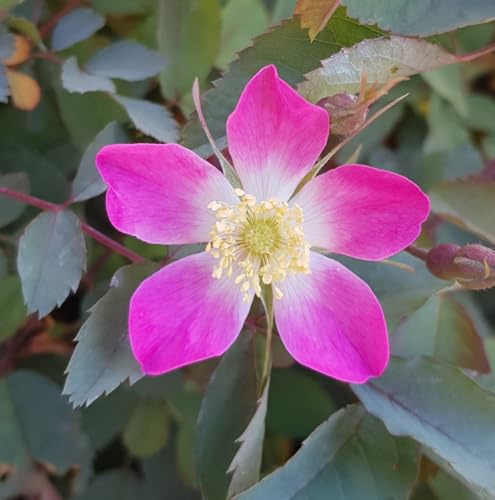 Rosa glauca/Églantier à feuilles rougeâtres/Conteneur de 3 à 4 litres/Rosier botanique